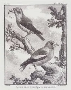 Kocabaş (Coccothraustes Coccothraustes) (Fig.1)-Kırmızı Çaprazgaga (Loxia Curvirostra) (Fig.2) (III.Cilt, XXVII.Plate, Sayfa 454)