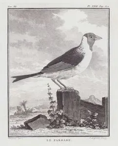 Kırmızı Başlı Kardinal (Paroaria Gularis) (III.Cilt, XXXI.Plate, Sayfa 502)