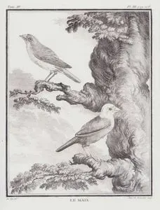 İspinoz Kuslari (IV.Cilt, III.Plate, Sayfa 106)