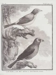 1.Şakrak Kusu (Pyrrhula Pyrrhula) 2.Çivit Kiraz Kuşu (Çivit Çintesi-Passerina Cyane) (IV.Cilt, IX.Plate, Sayfa 178)