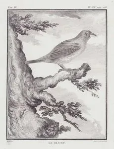 Gökçe Tangara (Thraupis Episcopus) (IV.Cilt, XII.Plate, Sayfa 266)