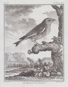 Tarla Kiraz Kuşu (Emberiza Calandra) (IV.Cilt, XV.Plate, Sayfa 344)