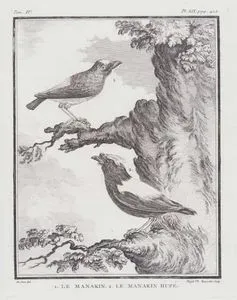 1.Manakin 2.Tepeli Manakin (IV.Cilt, XIX.Plate, Sayfa 412)