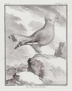 Guyana Horoz Kotingası (Guyana Kaya Tavuğu-Rupicola Rupicola) (IV.Cilt, XX.Plate, Sayfa 436)