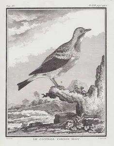 Mavi Kotinga (Cotinga Nattererii) (IV.Cilt, XXI.Plate, Sayfa 442)