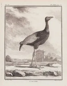 Boz Kanatlı Borazan Kuşu (Psophia Crepitans) (IV.Cilt, XXIII.Plate, Sayfa 500)