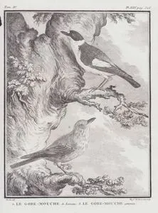 1.Halkalı Sinekkapan (Ficedula Albicollis) 2.Benekli Sinekkapan (Muscicapa Striata) (IV.Cilt, XXV.Plate, Sayfa 506)