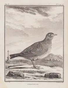Tarlakuşu (Toygar-Alauda Arvensis) (V.Cilt, I.Plate, Sayfa 20)