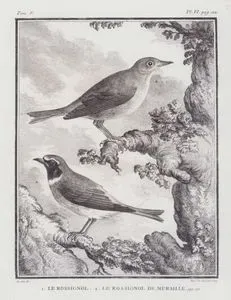 1.Bülbül (Luscinia Megarhynchos) 2.Kara Kızılkuyruk (Phoenicurus Ochruros) (V.Cilt, VI.Plate, Sayfa 112)