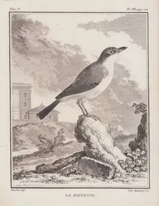 Boz Ötleğen (Bahçe Öteğeni, Bahçe Bülbülü-Sylvia Borin) (V.Cilt, VII.Plate, Sayfa 122)