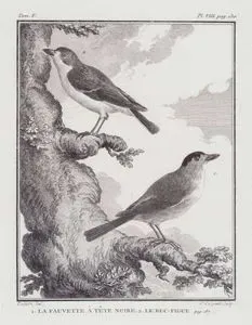 1.Kara Başlı Ötleğen (Kara-başlı Yalı Bülbülü-Sylvia Atricapilla) 2.Prinsipe Gözlükçüsü (Zosterops Ficedulinus) (V.Cilt, VIII.Plate, Sayfa 130)