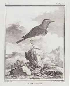 Mavigerdan (Luscinia Svecica) (V.Cilt, XII.Plate, Sayfa 210)