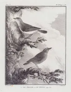 1.İora (Yaprak Kuşu-Aegithina Tiphia) 2.İncir Kuşu (V.Cilt, XV.Plate, Sayfa 278)