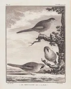 1.Bıyıklı Baştankara (Erkek) (Panurus Biarmicus) 2.Bıyıklı Baştankara (Disi)(Panurus Biarmicus) (V.Cilt, XVIII.Plate, Sayfa 422)
