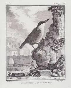 Sıvacı Kuşu (Sitta Europaea) (V.Cilt, XX.Plate, Sayfa 468)