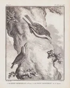 1.Orman Tırmaşıkkuşu (Certhia Familiaris) 2.Guyana Tırmaşıkkuşu (V.Cilt,  XXI.Plate, Sayfa 486)