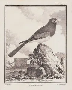 Kurukui Trogonu (Mavi Taçlı Trogon-Trogon Curucui) (VI.Cilt, XIV.Plate, Sayfa 296)