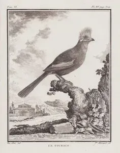 Turako Kuşu (VI.Cilt, XV.Plate, Sayfa 304)