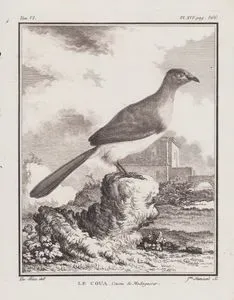 Büyük Kua Kusu (Coua Gigas) (VI.Cilt, XVI.Plate, Sayfa 366)