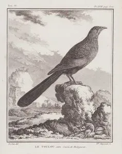 Magadaskar Kukalı (Centropus Toulou) (VI.Cilt, XVII.Plate, Sayfa 370)