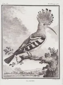 İbibik (Upupa Epops) (VI.Cilt, XXI.Plate, Sayfa 460)