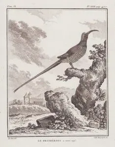 Kap Şekerkuşu (Promerops Cafer) (VI.Cilt, XXII.Plate, Sayfa 470)
