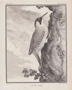 Yeşil Ağaçkakan (Picus Viridis) (VII.Cilt, I.Plate, Sayfa 18)