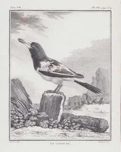 Papua Alaca Kasapkuşu (Kara Başlı Saksağan-Cracticus Cassicus) (VII.Cilt, VII.Plate, Sayfa 134)