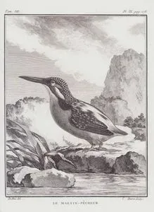 Yalıçapkını (Alcedo Atthis) (VII.Cilt, IX.Plate, Sayfa 178)