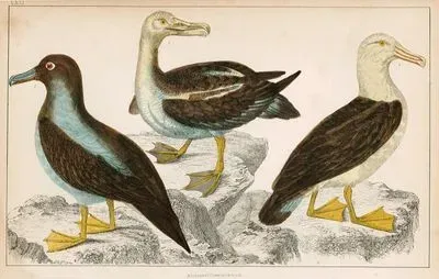 Albatros, Koyu Gri Albatros Ve Siyah Gözlü Albatros