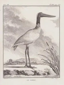 Afrika Jabirusu (Eyergagalı Leylek-Ephippiorhynchus Senegalensis) (VII.Cilt, XIII.Plate, Sayfa 284)