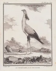 Sekreterkuşu (Katip Kuşu-Sagittarius Serpentarius) (VII.Cilt, XVII.Plate, Sayfa 334)