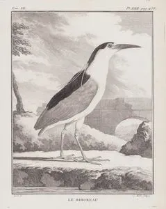 Gece Balıkçılı (Nycticorax Nycticorax) (VII.Cilt, XXII.Plate, Sayfa 438)