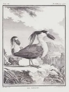 Yassı Gagalı Balıkçıl (İbrikgagalı Balıkçıl-Cochlearius cochlearius) (VII.Cilt, XXIII.Plate, Sayfa 446)