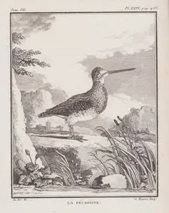 Suçulluğu (Bataklık Çulluğu-Gallinago Gallinago) (VII.Cilt, XXVI.Plate, Sayfa 488)