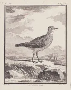 Altın Yağmurcun (Pluvialis Apricaria) (VIII.Cilt, V.Plate, Sayfa 84)