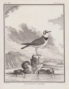 Halkalı Cılıbıt (Kolyeli Büyük Yağmur Kuşu, Halkalı Yağmurcun-Charadrius Hiaticula) (VIII.Cilt, VI.Plate, Sayfa 94)
