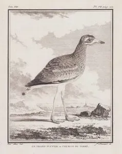 Kıyı Kocagözü (Büyük Kalınbacakli-Esacus Recurvirostris) (VIII.Cilt, VII.Plate, Sayfa 112)