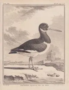 Poyrazkuşu (Deniz Saksağanı, Deniz Çulluğu, İstiridye Avcısı-Haematopus Ostralegus) (VIII.Cilt, IX.Plate, Sayfa 126)