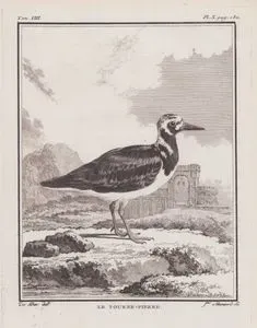 Taşçeviren (Taşçeviren Yağmurkuşu-Arenaria İnterpres) (VIII.Cilt, X.Plate, Sayfa 132)