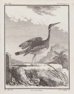 Güneş Balabanı (Balabanyelvesi, Güneş Balıkçılı-Eurypyga Helias) (VIII.Cilt, XIV.Plate, Sayfa 170)