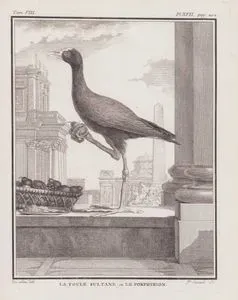 Saz Horozu (Porphyrio Porphyrio) (VIII.Cilt, XVII.Plate, Sayfa 202)