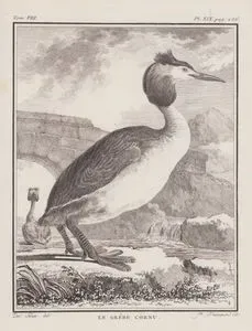 Bahri (Tepeli Batağan, Elmabaş Batağan-Podiceps Cristatus) (VIII.Cilt,  XIX.Plate, Sayfa 236)