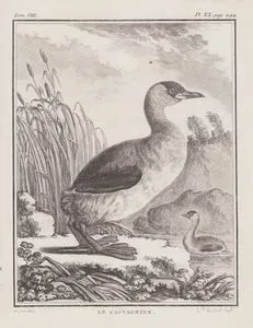 Küçük Batağan (Tachybaptus Ruficollis) (VIII.Cilt, XX.Plate, Sayfa 244)