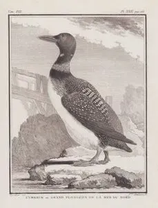 Buz Dalgıçı (Kuzey Büyük Dalgıçı, Dalgıç Kusu-Gavia İmmer) (VIII.Cilt, XXII.Plate, Sayfa 260)