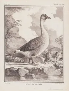 Kuğu Kazı (Çin Kazı-Anser Cygnoides) (IX.Cilt, III.Plate, Sayfa 74)