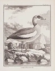 Nil Kazı (Mısır Kazı-Alopochen Aegyptiaca) (IX.Cilt, IV.Plate, Sayfa 80)