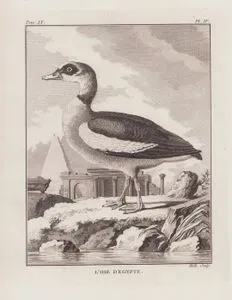 Nil Kazı (Mısır Kazı-Alopochen Aegyptiaca) (IX.Cilt, IV.Plate)