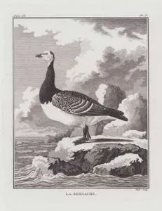 Ak Yanaklı Kaz (Deniz Kazı, Midye Kazı-Branta Leucopsis) (IX.Cilt, V.Plate)