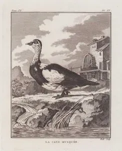 Moskof Ördeği (Güney Amerika Misk Ördeği-Cairina Moschata)  (IX.Cilt, IX.Plate)